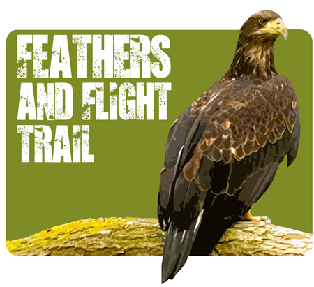 Feathers and Flight Trail Feathers and Flight Trail