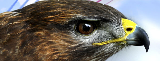 Join us for wild bird displays through out Easter Join us for wild bird displays through out Easter